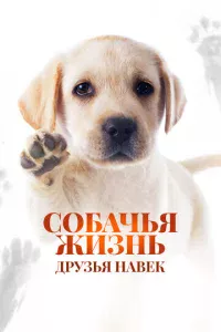 C0бaчbᴙ жuʒнb: Дpyʒbᴙ нaвek